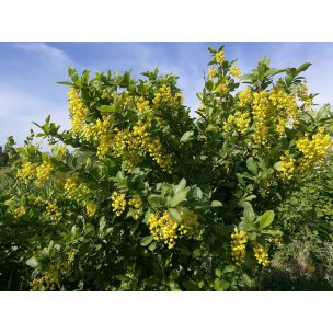 Dřišťál obecný (Berberis vulgaris)